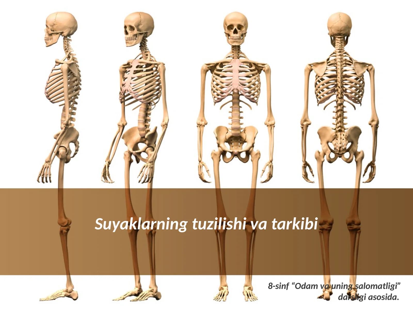 Suyaklarning tuzilishi va tarkibi