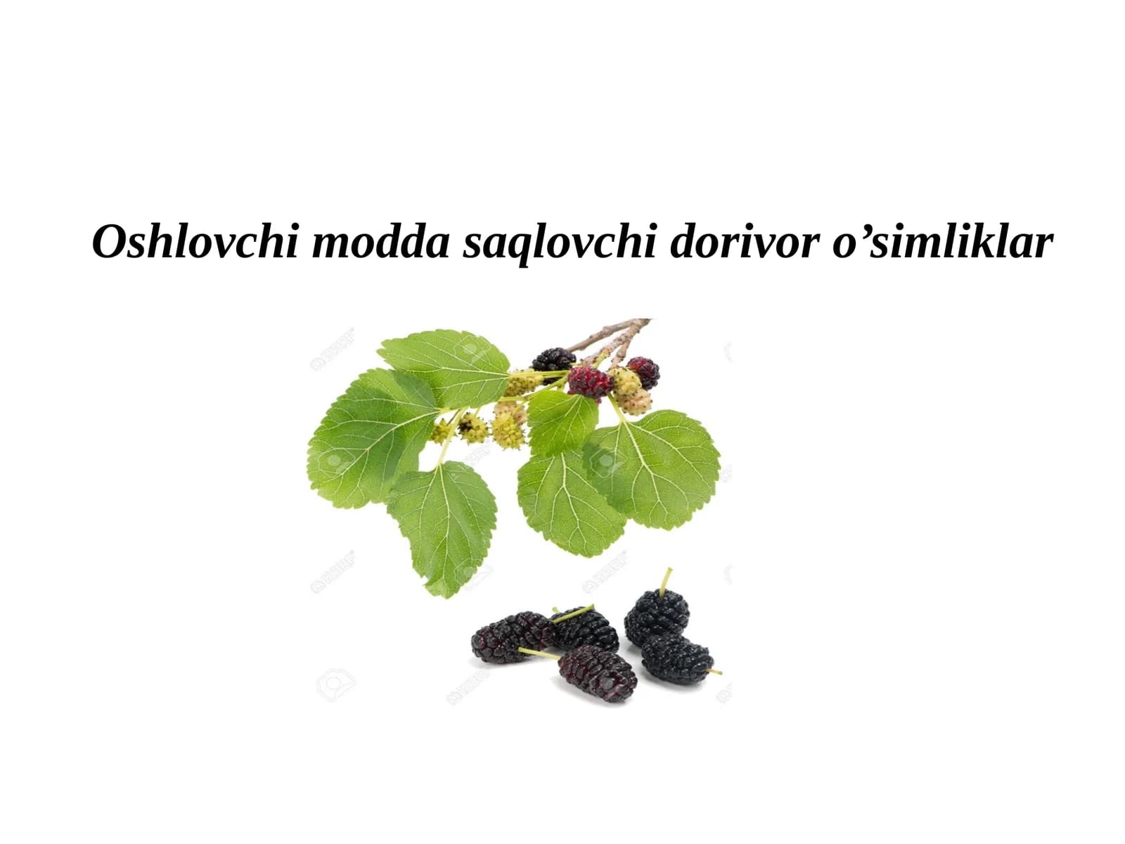 Oshlovchimoddasaqlovchidorivoro’simliklar