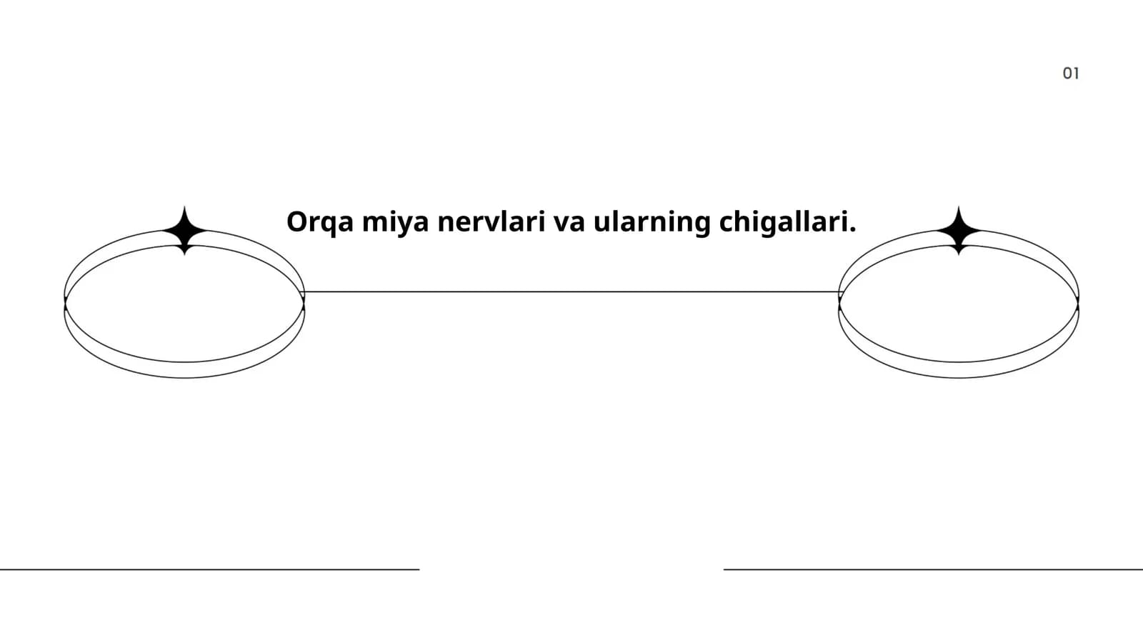 Orqa miya nervlari anatomiyasi