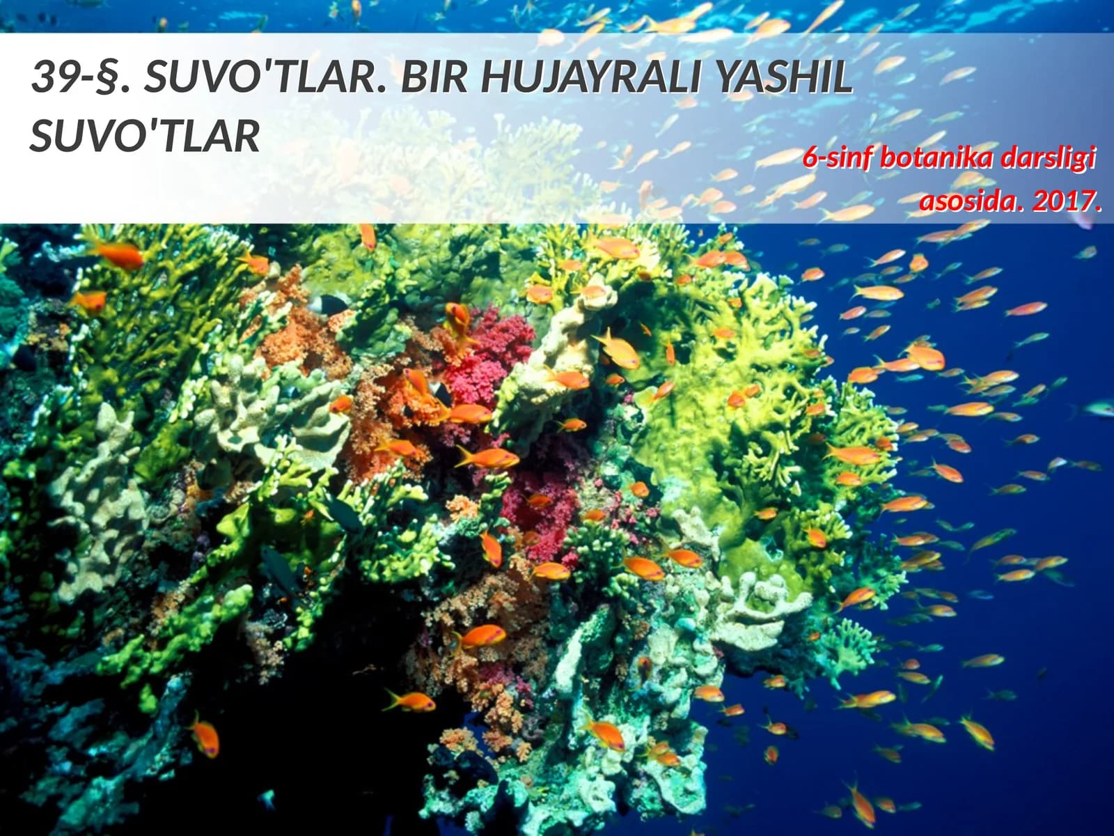 6-sinf Botanika Suvo'tlar, bir hujayrali yashil suvo'tlari