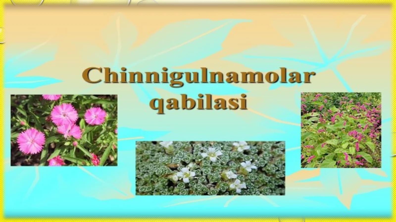 Sho’radoshlar Chenopodiaceae Ventoilasi