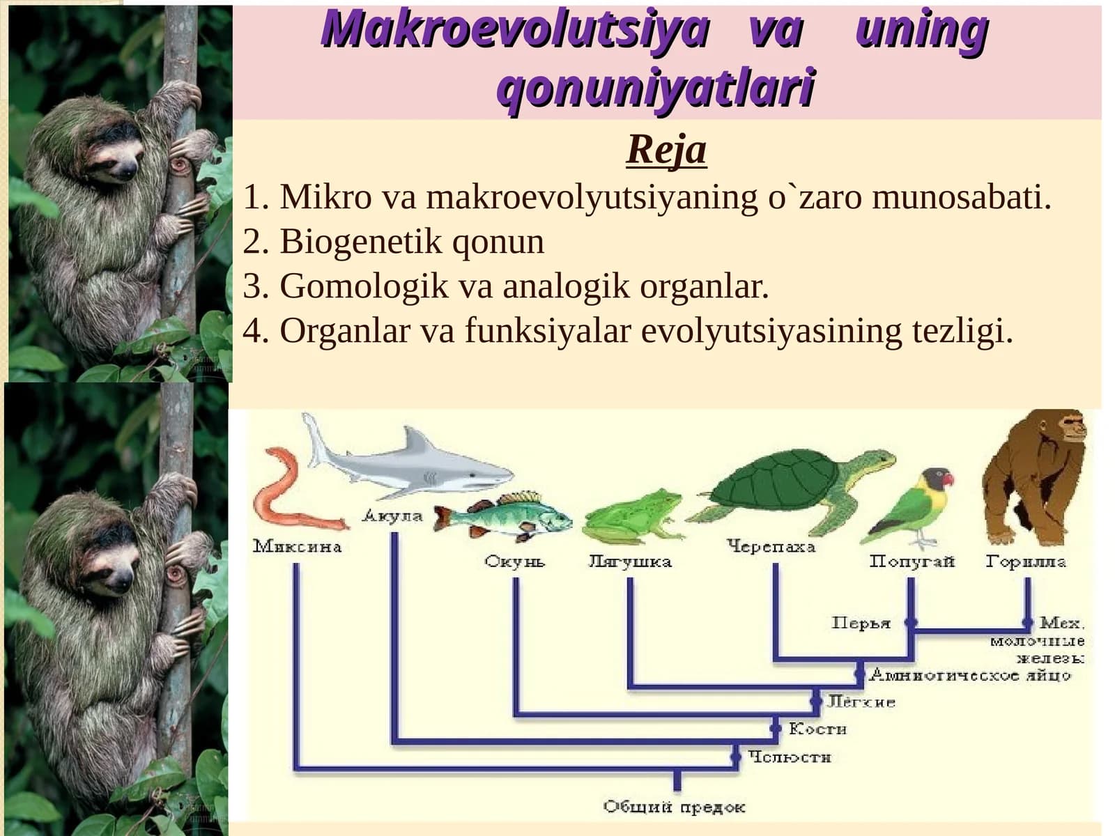 Makroevolutsiya va uning qonuniyatlari