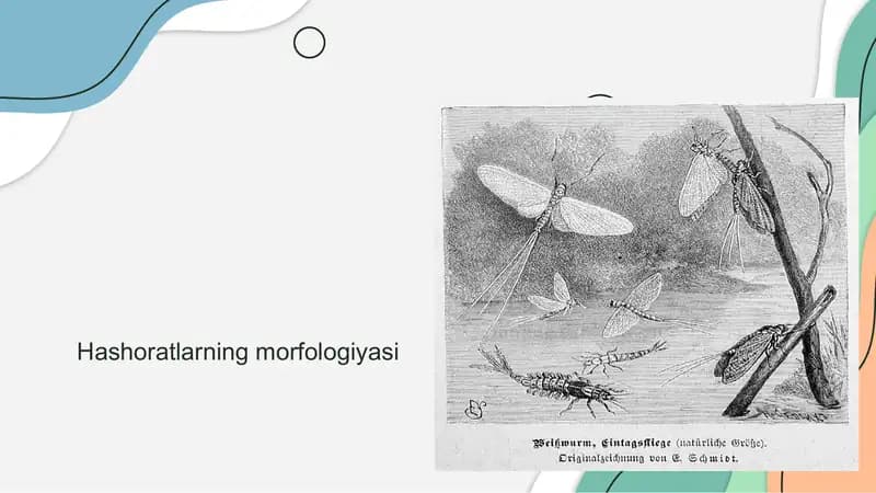 Hashoratlarning morfologiyasi