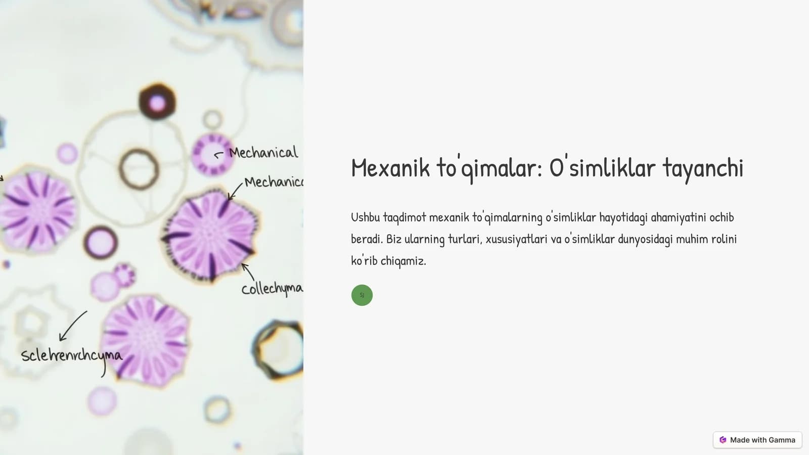 Mexanik to'qimalar: O'simliklar tayanchi