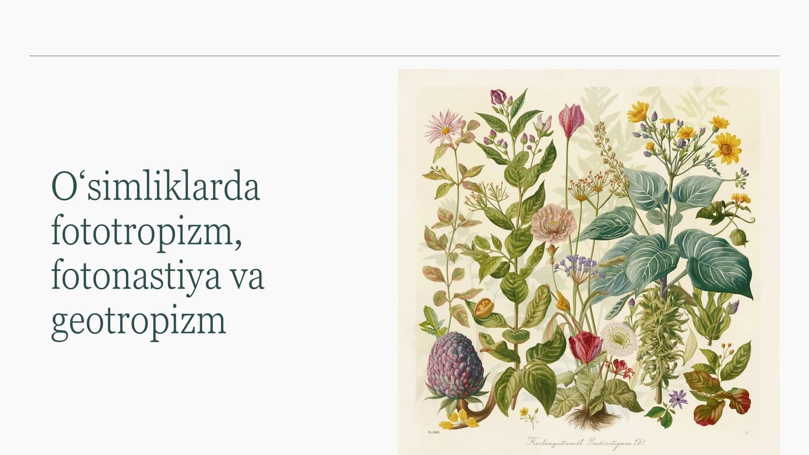 O‘simliklarda harakat turlari