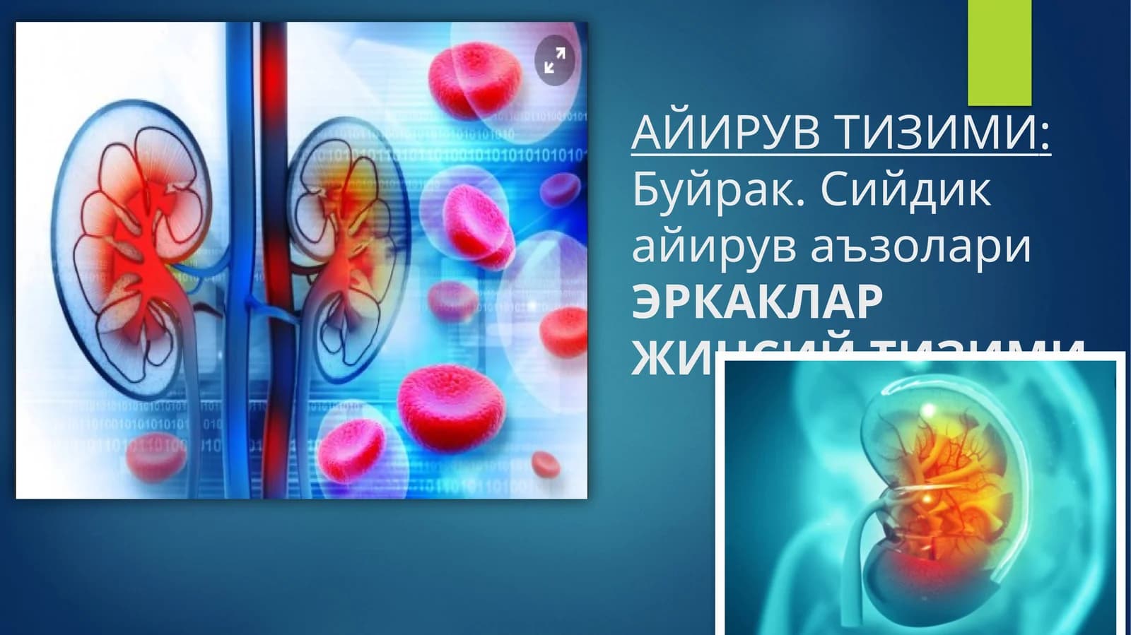 ЭРКАКЛАР ЖИНСИЙ ТИЗИМИ