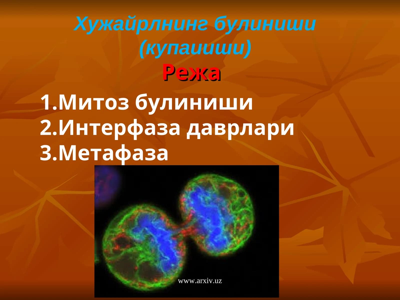 Митоз булиниши