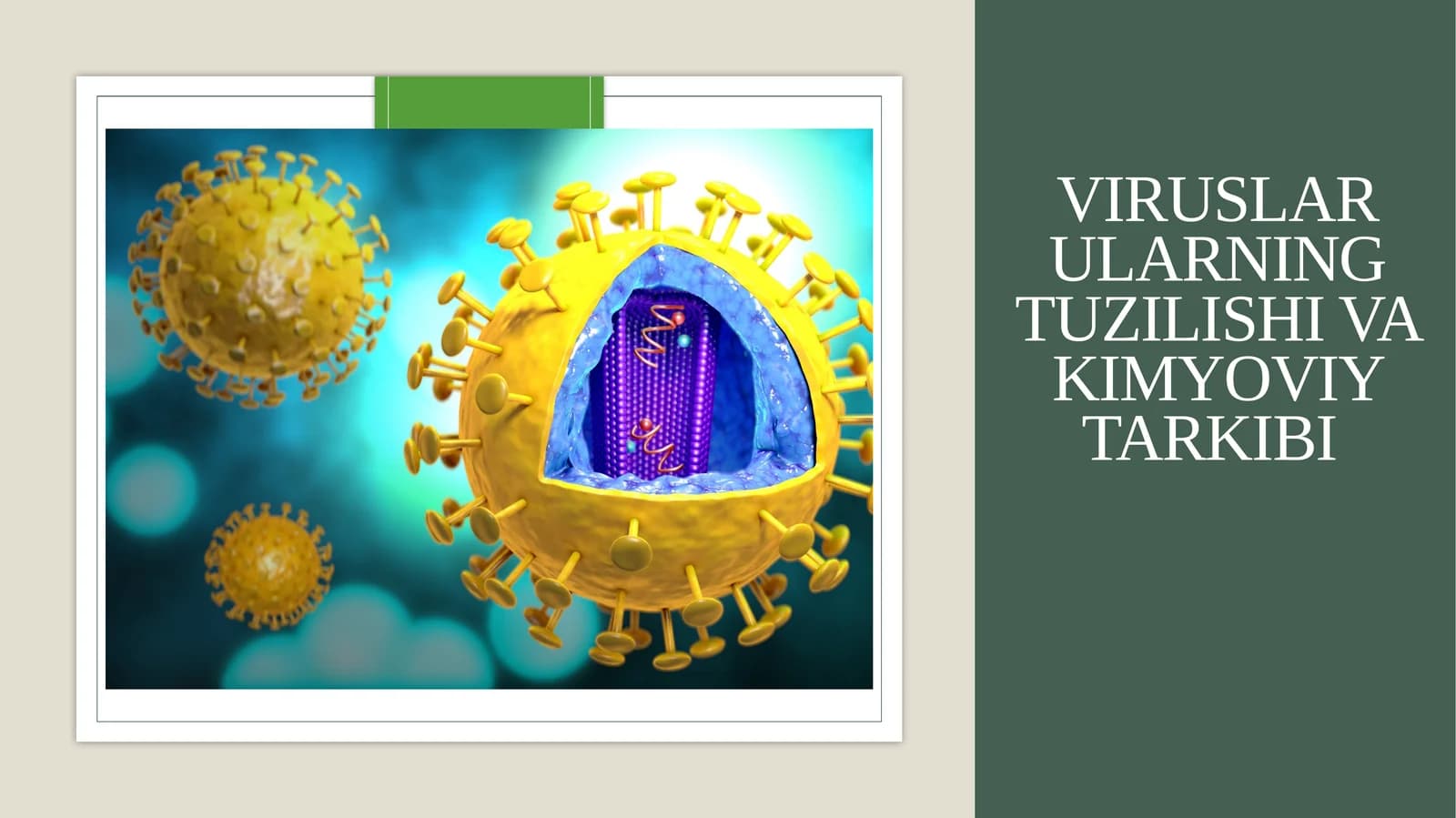 Viruslar ularning tuzilishi va kimyoviy tarkibi