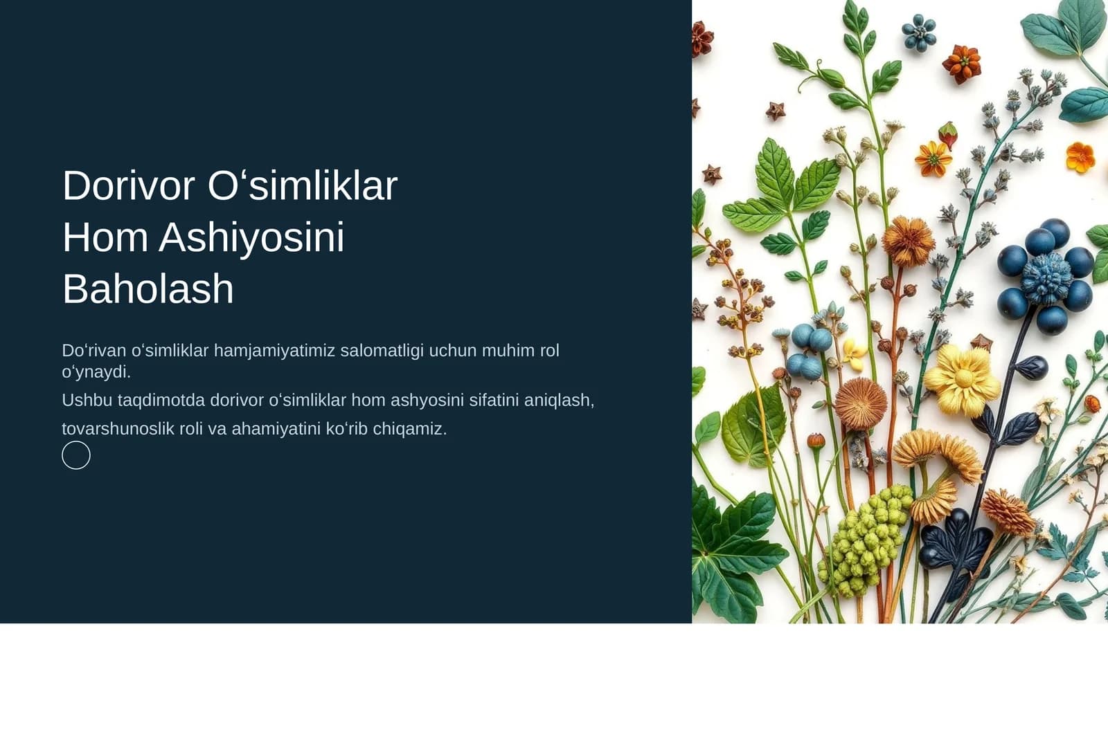 Dorivor Oʻsimliklar