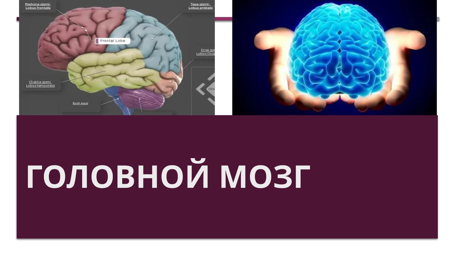 Головной мозг