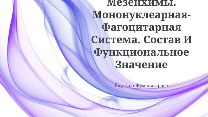 Строение И Функции Мезенхимы