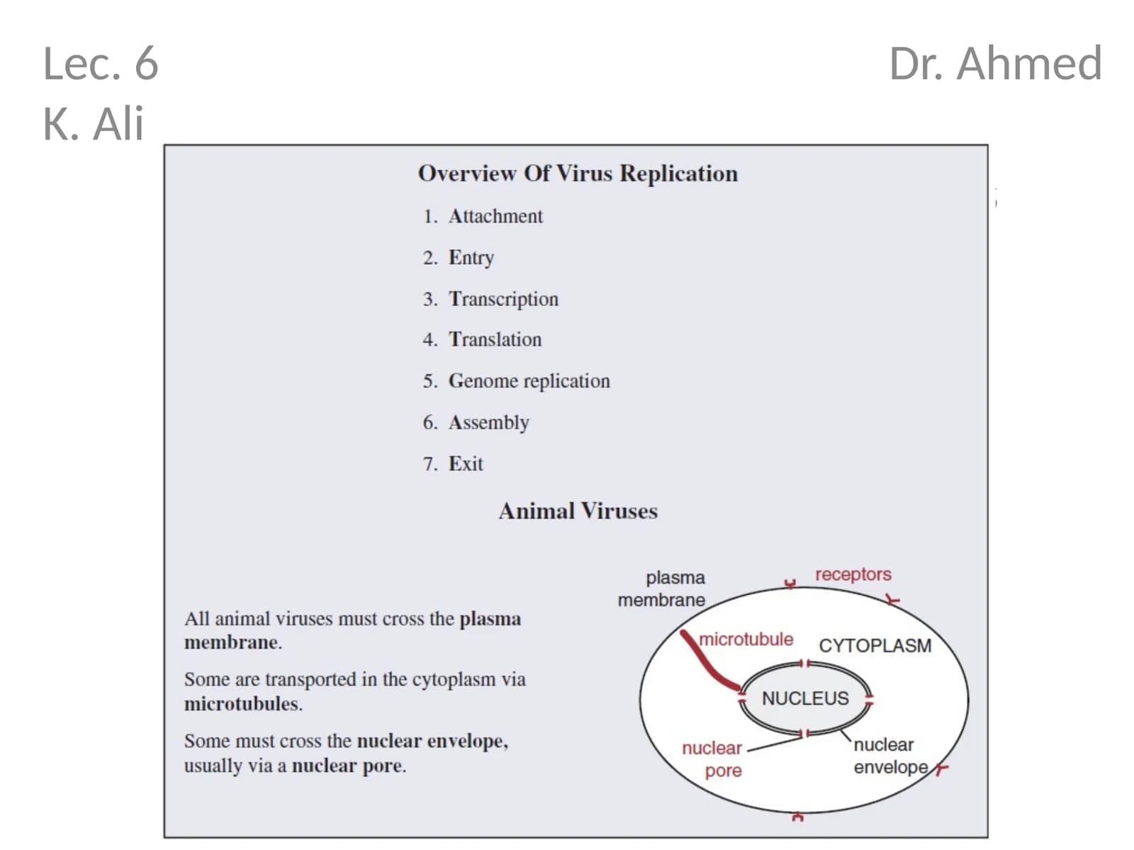 Attachment and entry of viruses into cells