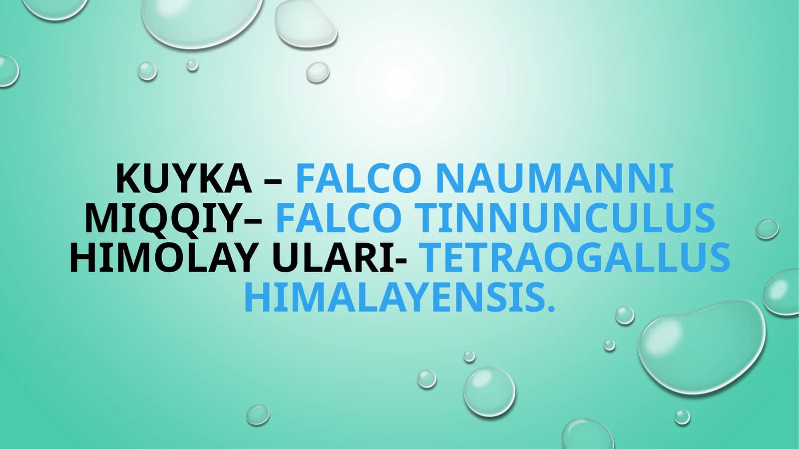 Kuyka –Falco naumanni