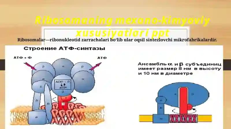 Ribosomaning mexano-kimyoviy xususiyatlari ppt