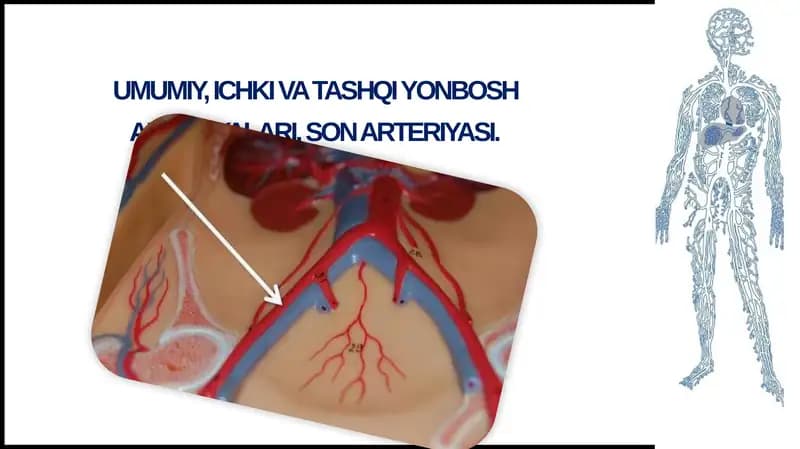 Umumiyyon bosh arteriyasi