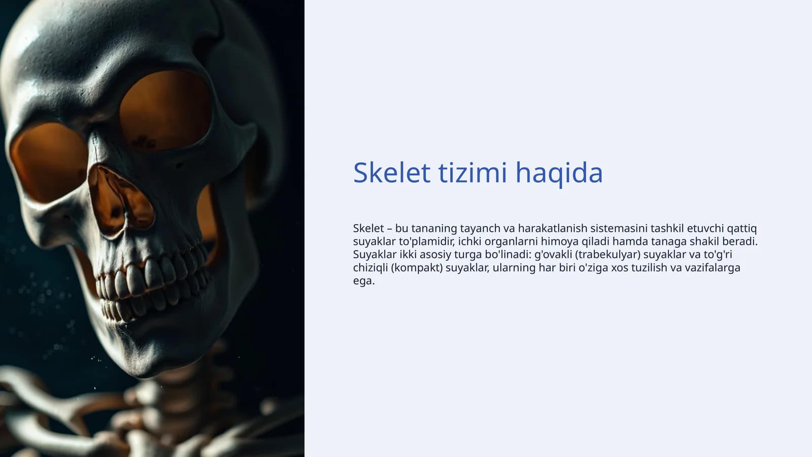 Skelet tizimi haqida