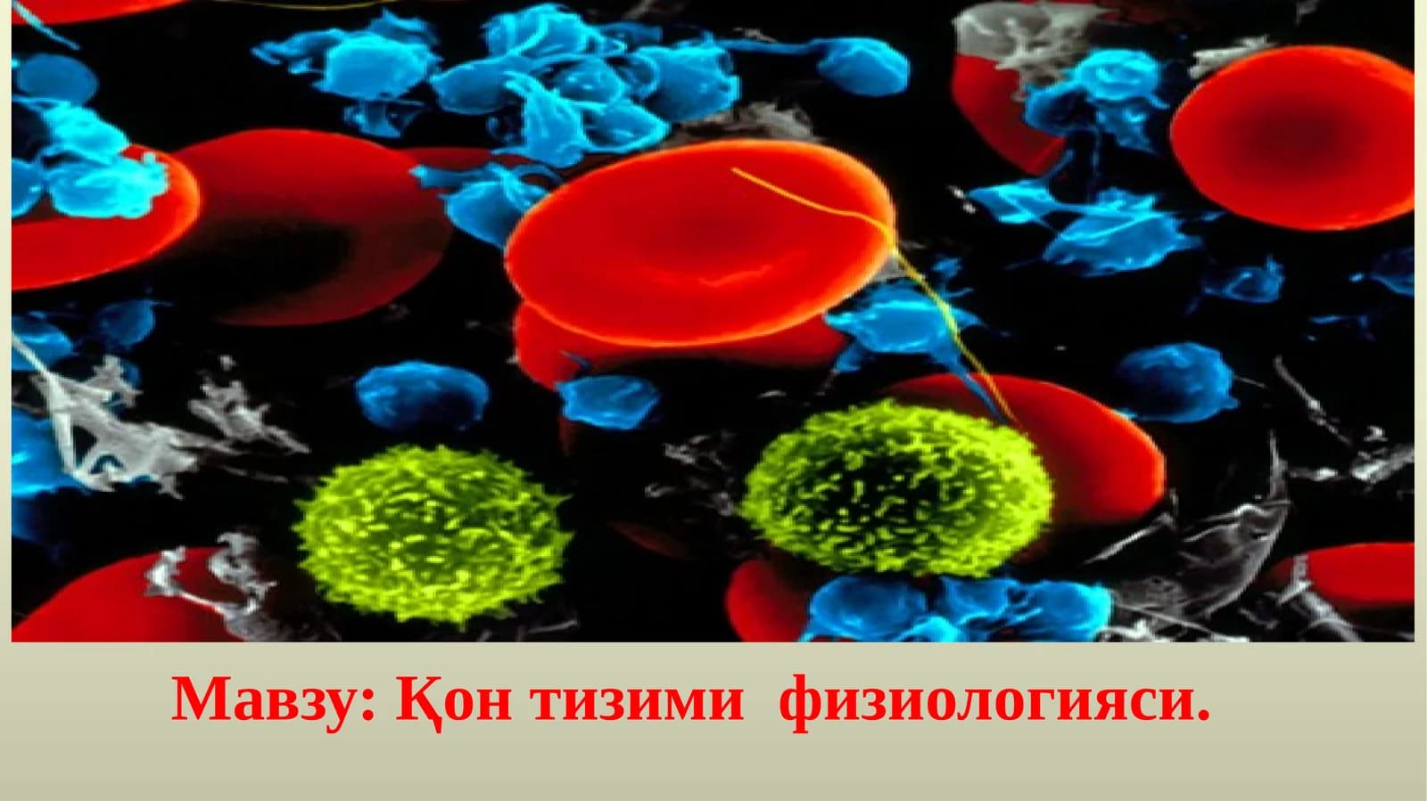 Қонтизимифизиологияси