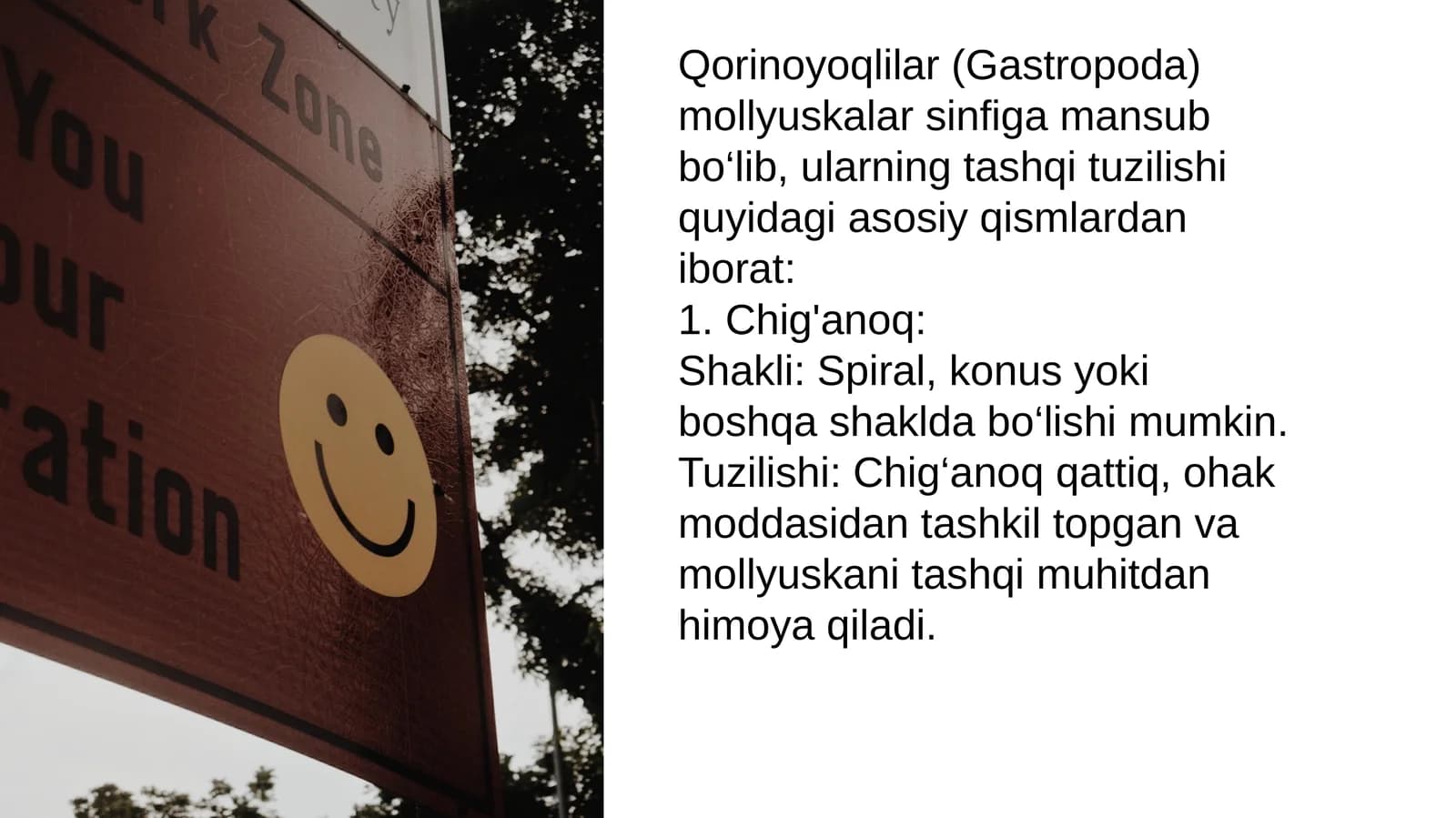 Qorinoyoqlilar (Gastropoda)