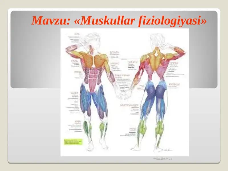 Muskullar fiziologiyasi