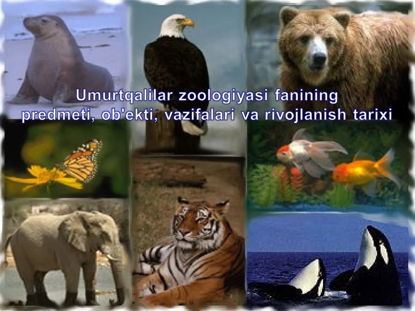 Zoologiya