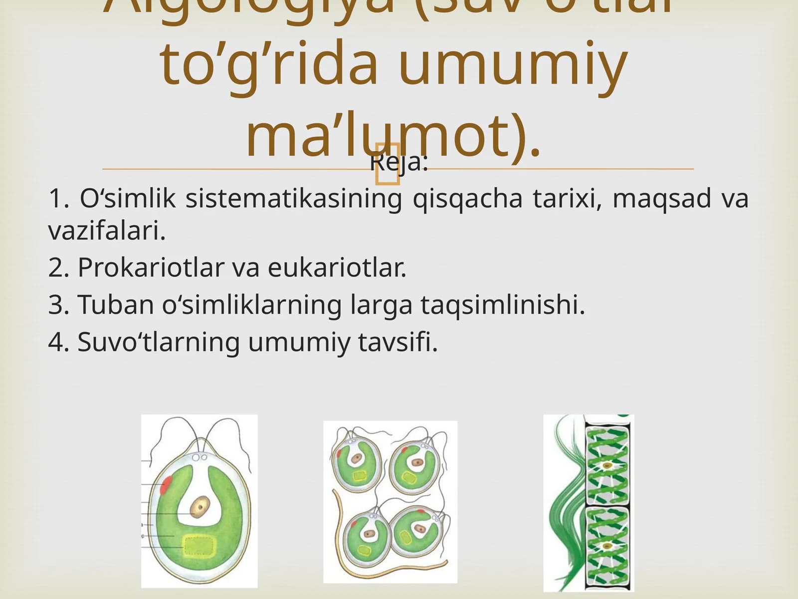O‘simlik sistemasi