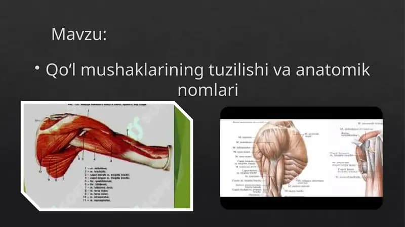 Qo‘l mushaklarining tuzilishi va anatomik nomlari