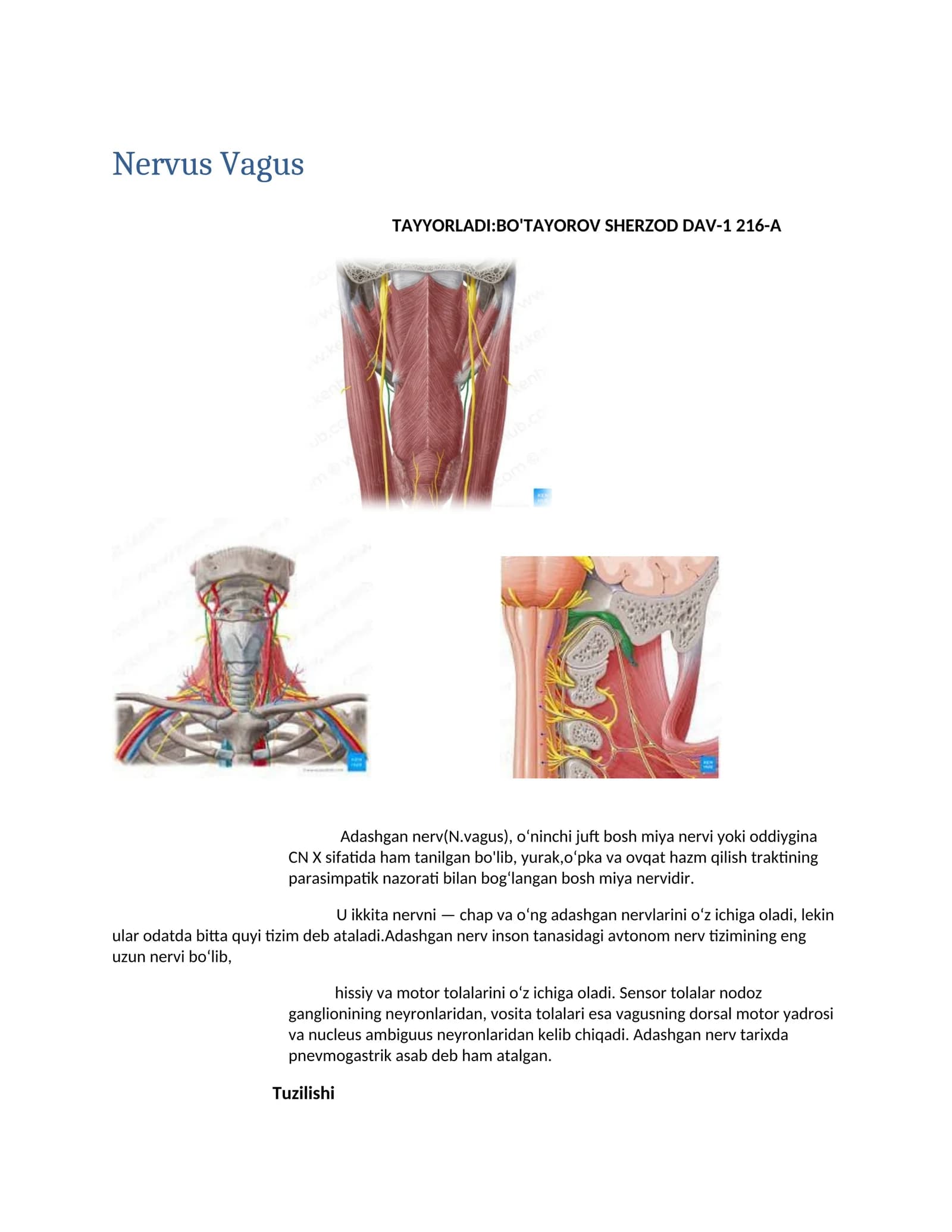 Nervus Vagus