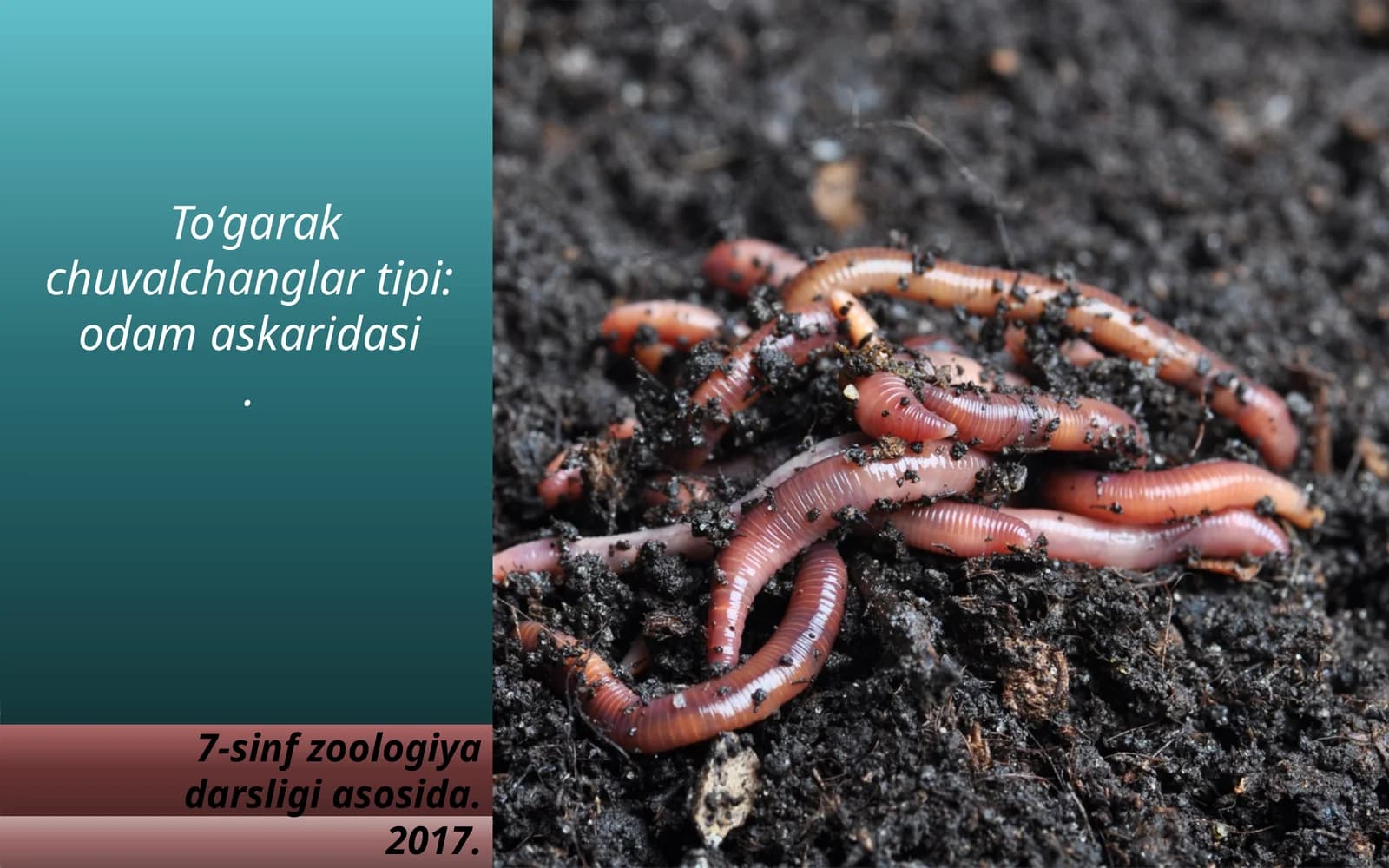 To‘garak chuvalchanglar tipi:odam askaridasi