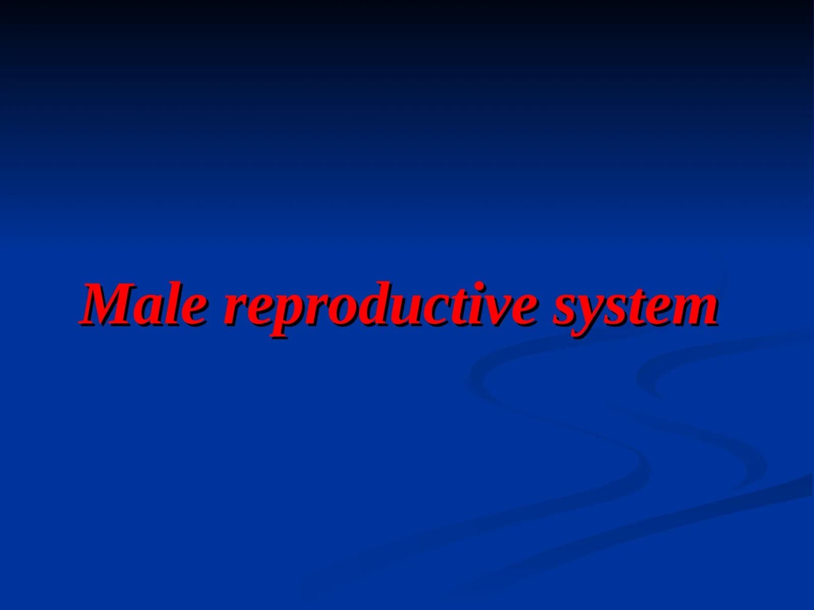 Male reproductive system