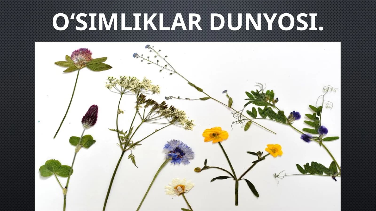 O‘SIMLIKLAR DUNYOSI
