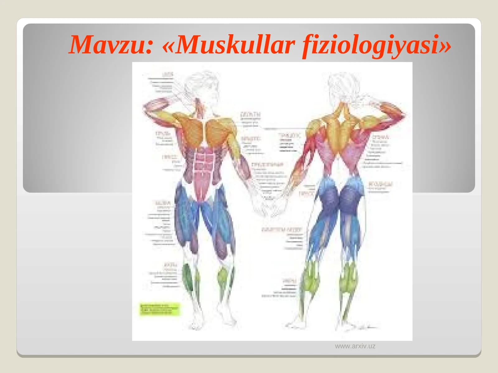 «Muskullar fiziologiyasi»