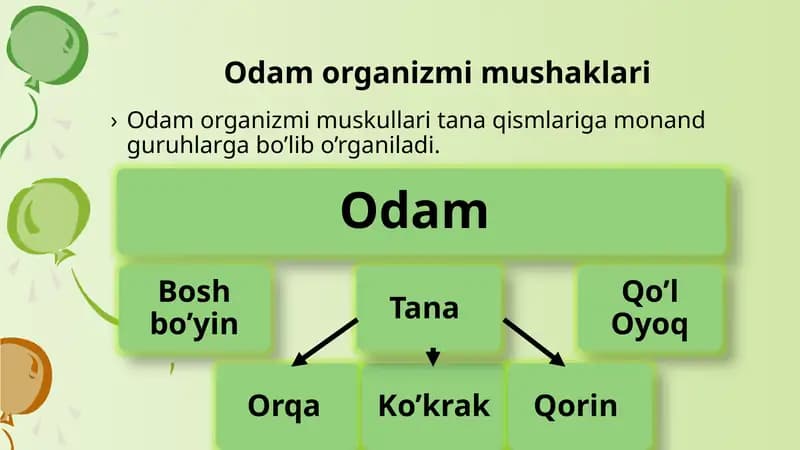 Odam organizmi mushaklari