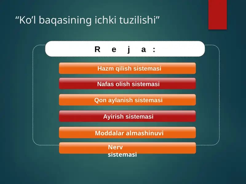 Ko'l baqasining ichki tuzilishi