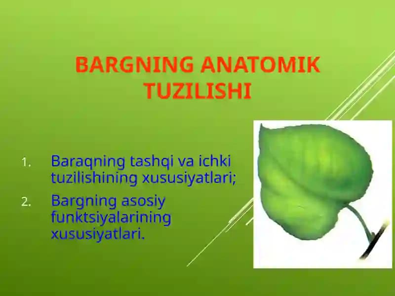 Bargning anatomik tuzilishi