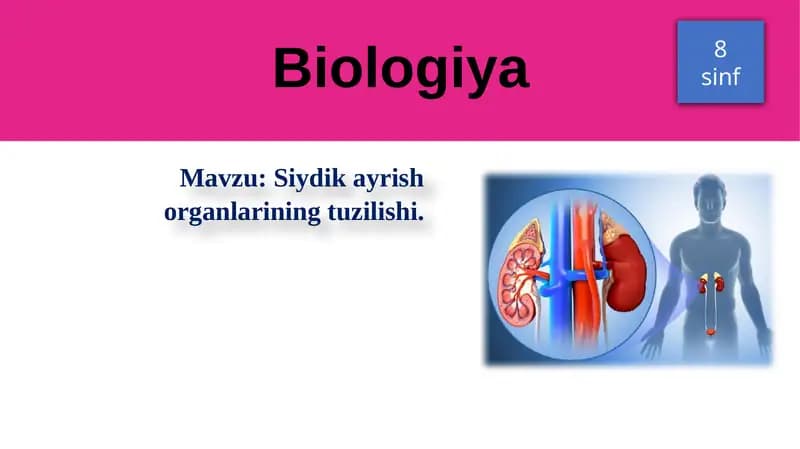 Siydikayrish organlarining tuzilishi