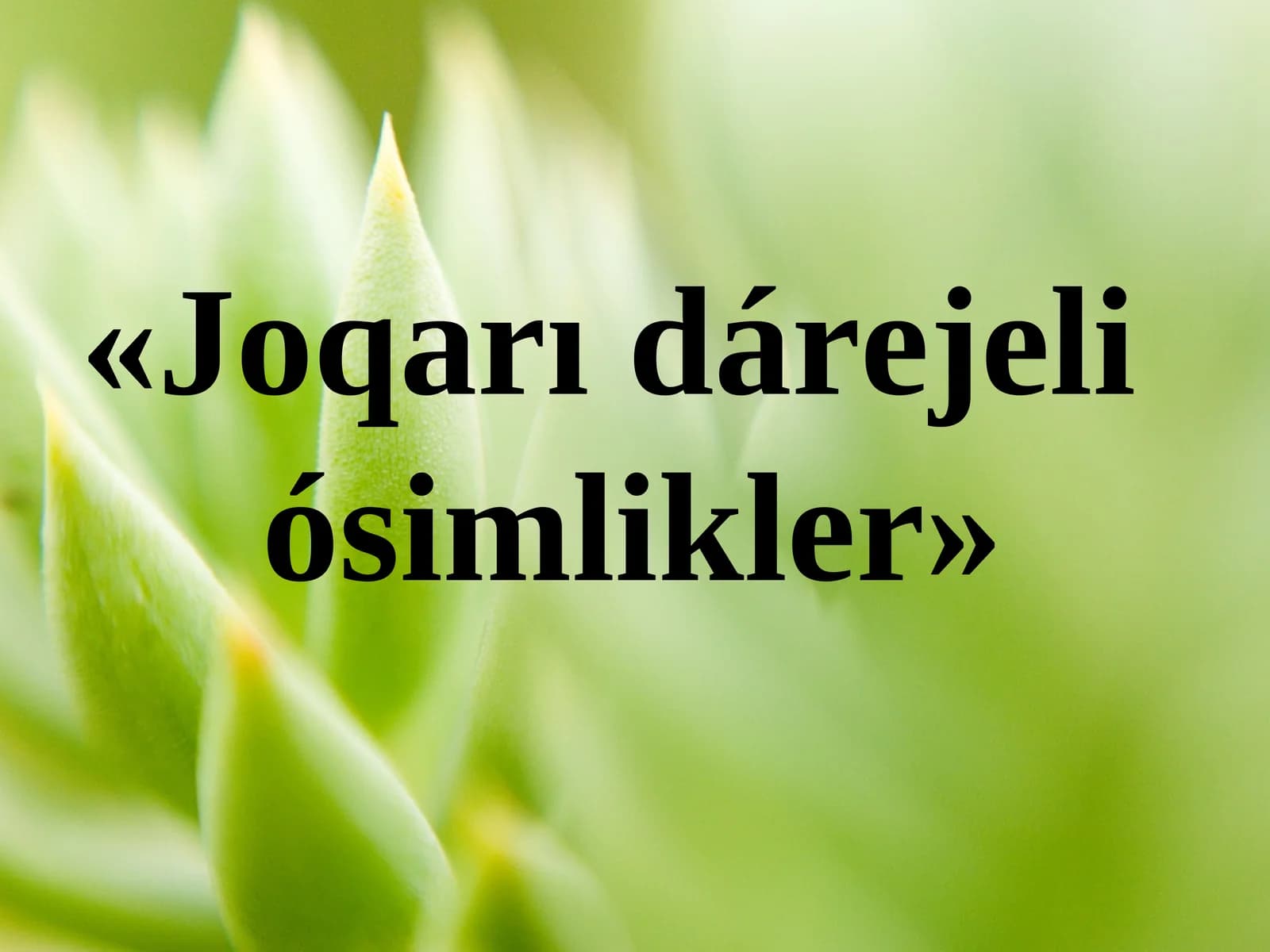 Joqarı dárejeli ósimlikler
