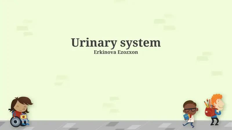 Urinary system