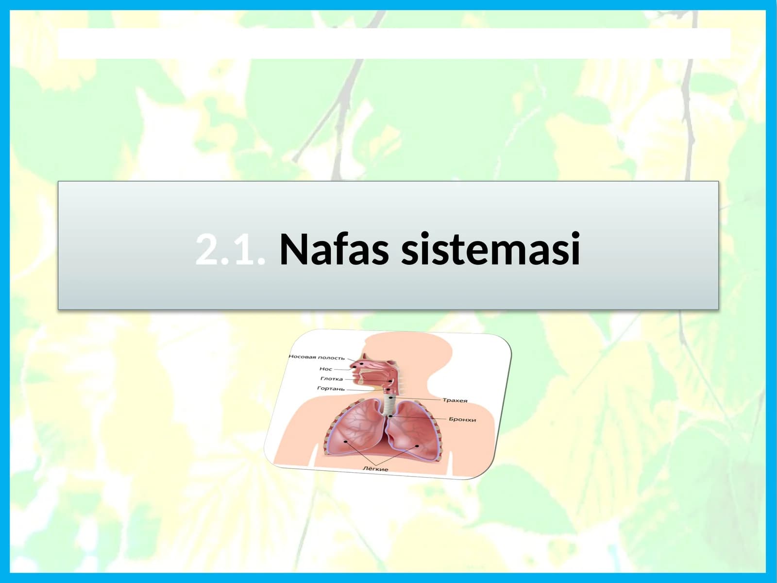 Nafassistemasi