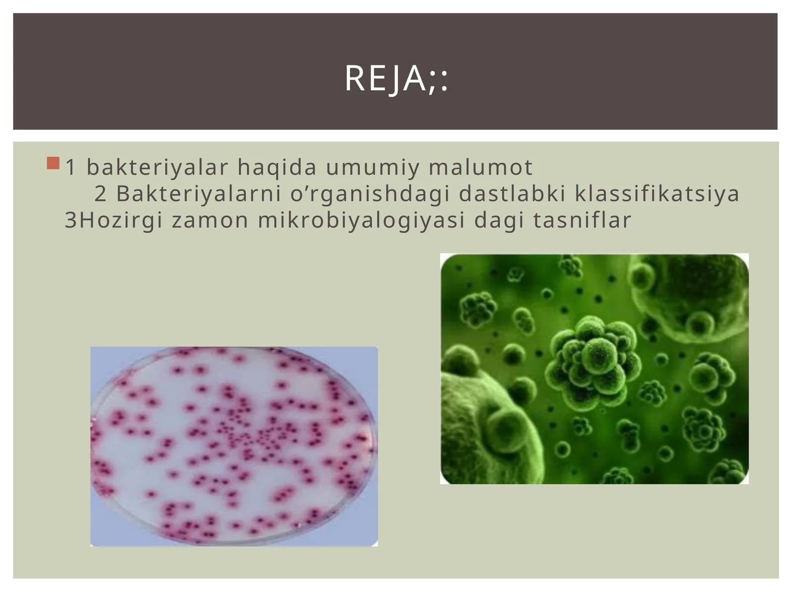 Bakteriyalar haqida umumiy malumot