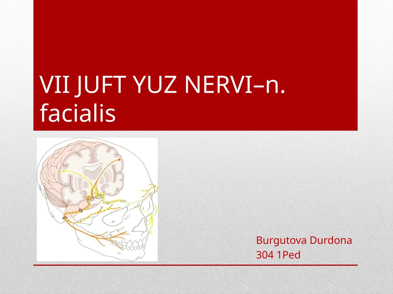 VII JUFT YUZ NERVI–n.facialis
