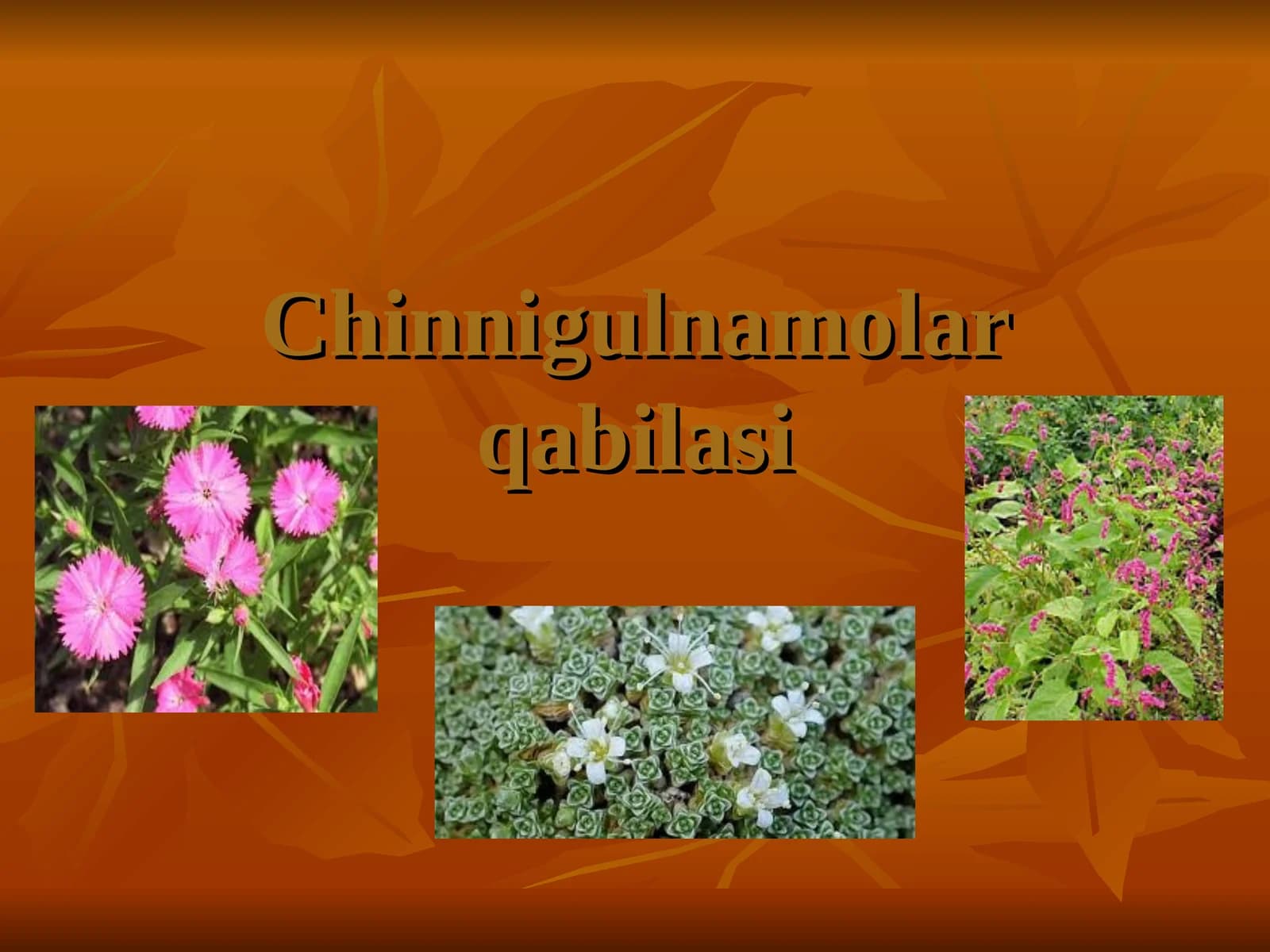 Chinnigulkabilar qabilasi