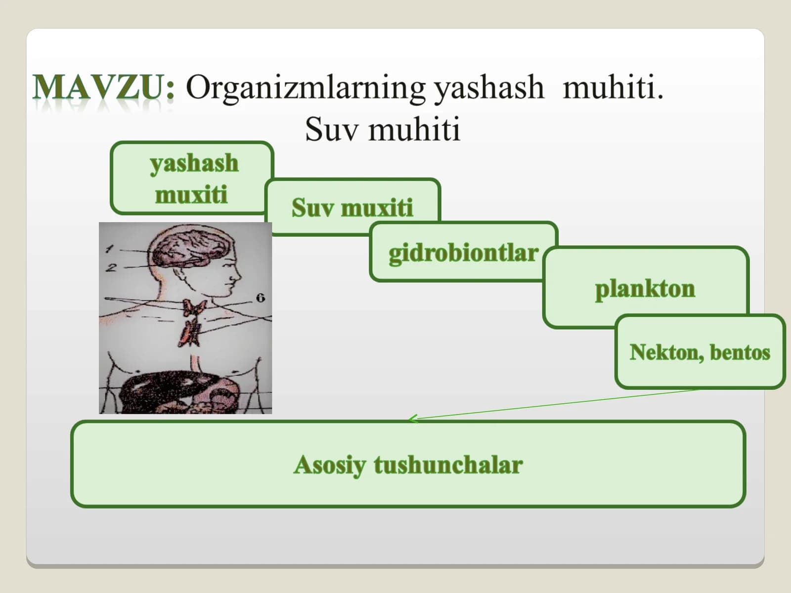 Ekologik omillar