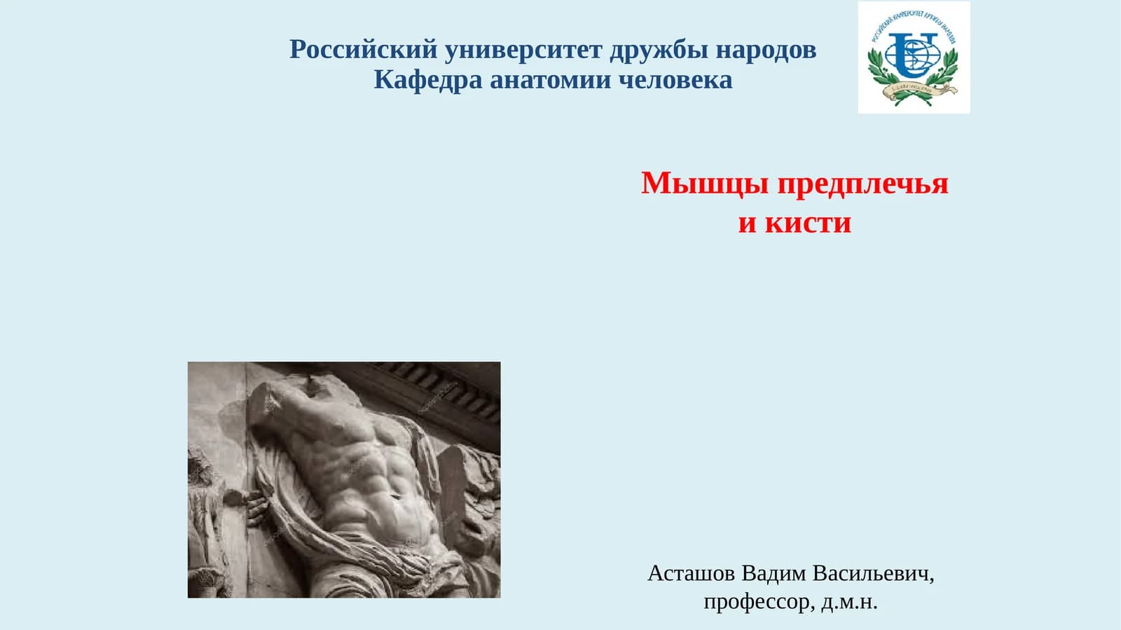 Мышцы предплечья