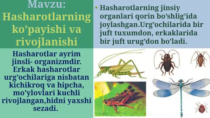 Hasharotlarning ko’payishi va rovojlanishi