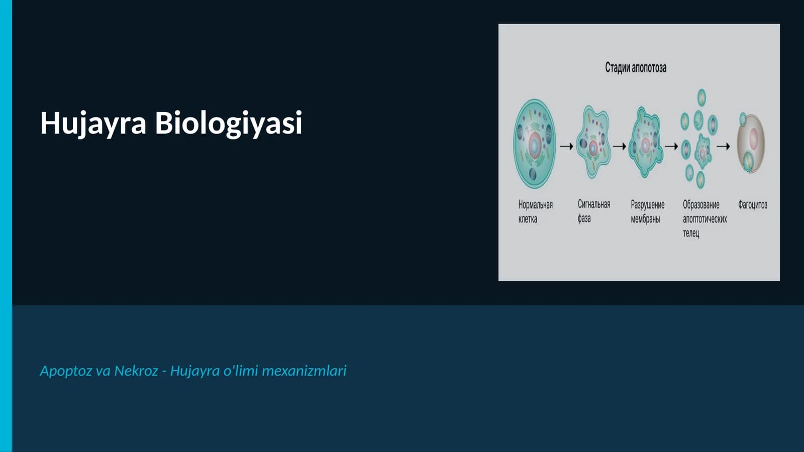 Hujayra Biologiyasi