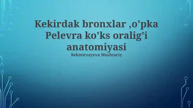 Kekirdak bronxlar, o'pka Pelevra ko'ks oralig'i anatomiyasi