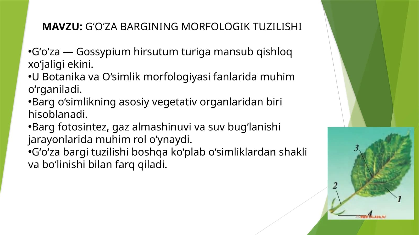 GʻOʻZABARGINING MORFOLOGIK TUZILISHI