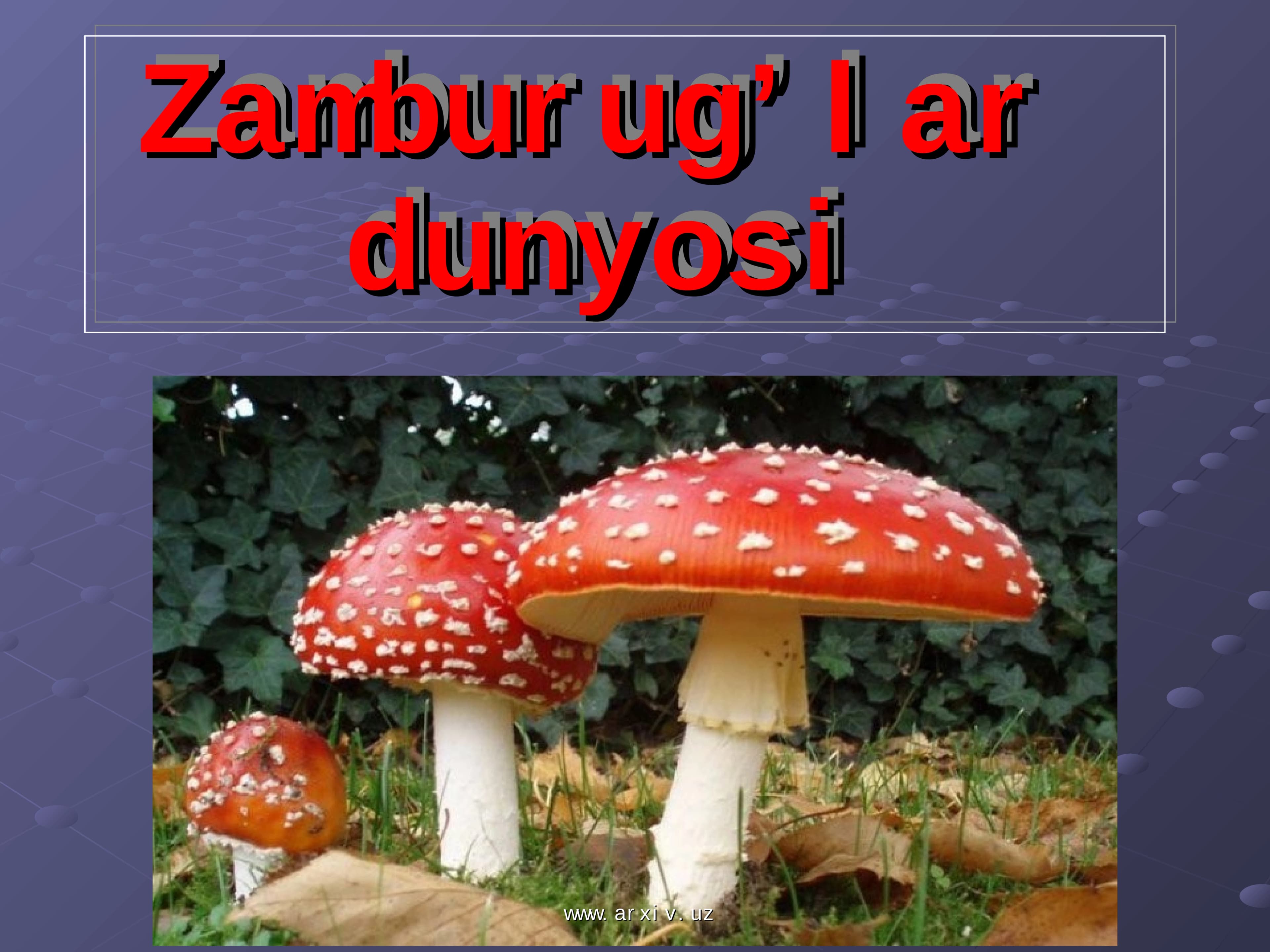 Zamburug’lar dunyosi