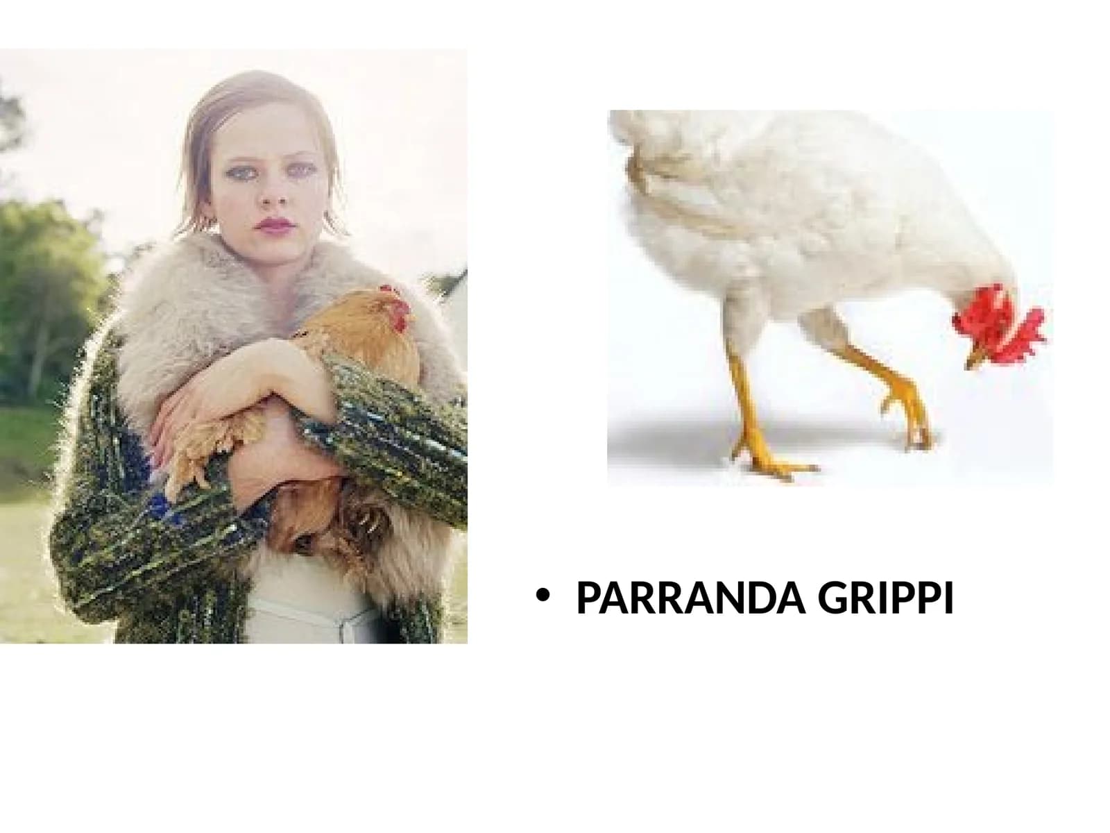 Parranda grippi