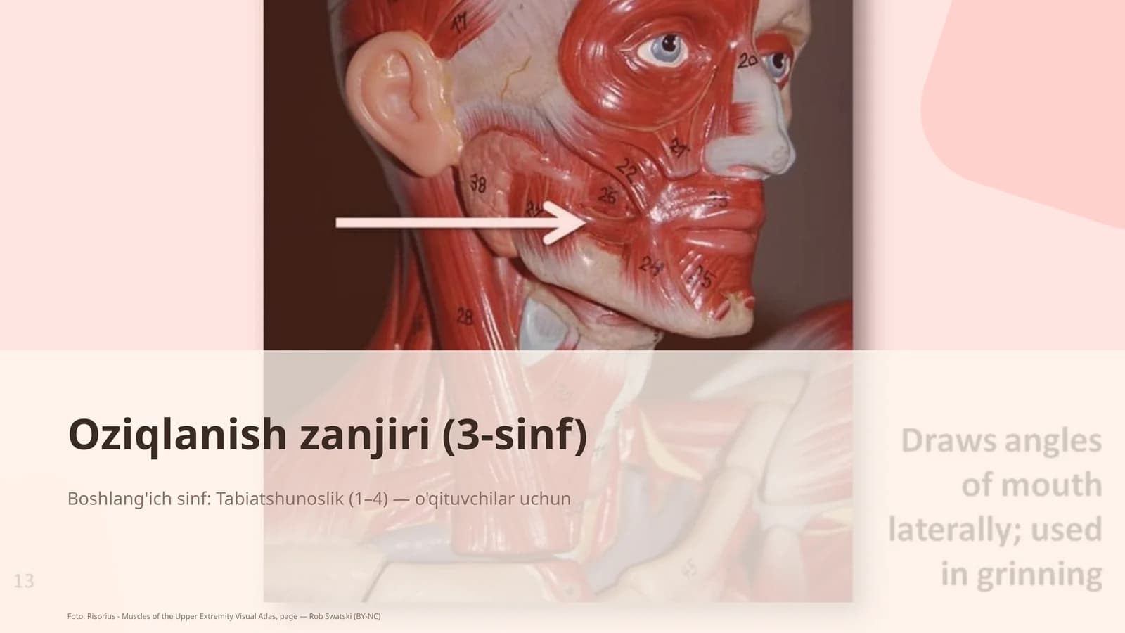Oziqlanish zanjiri (3-sinf)